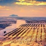 Avatar of Asif Javed